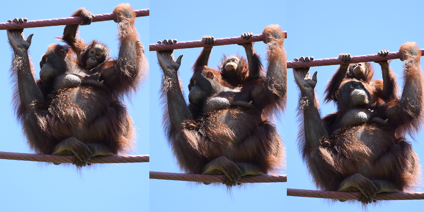 Orangutans batang and Redd cross the O-Line