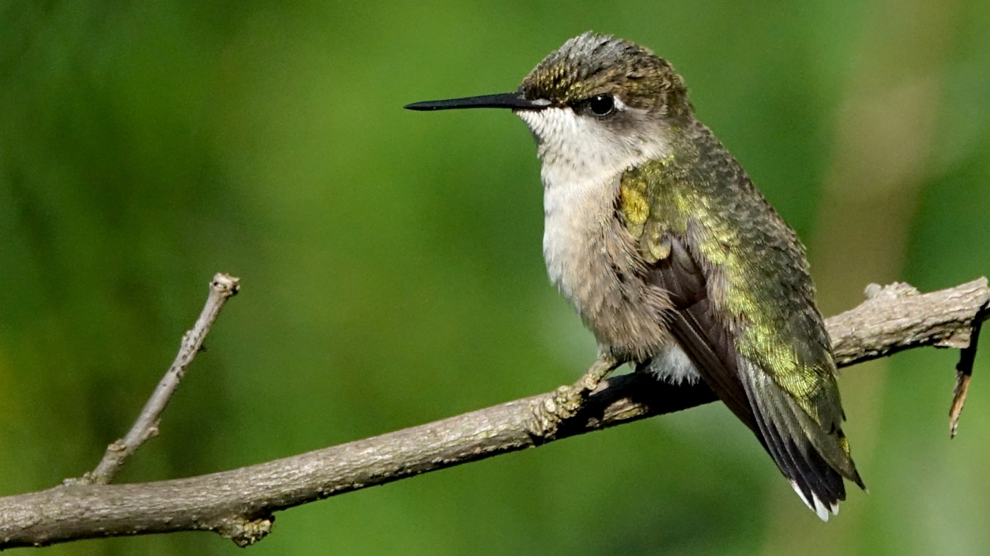 long billed, tiny bird sitting on a small tree branch