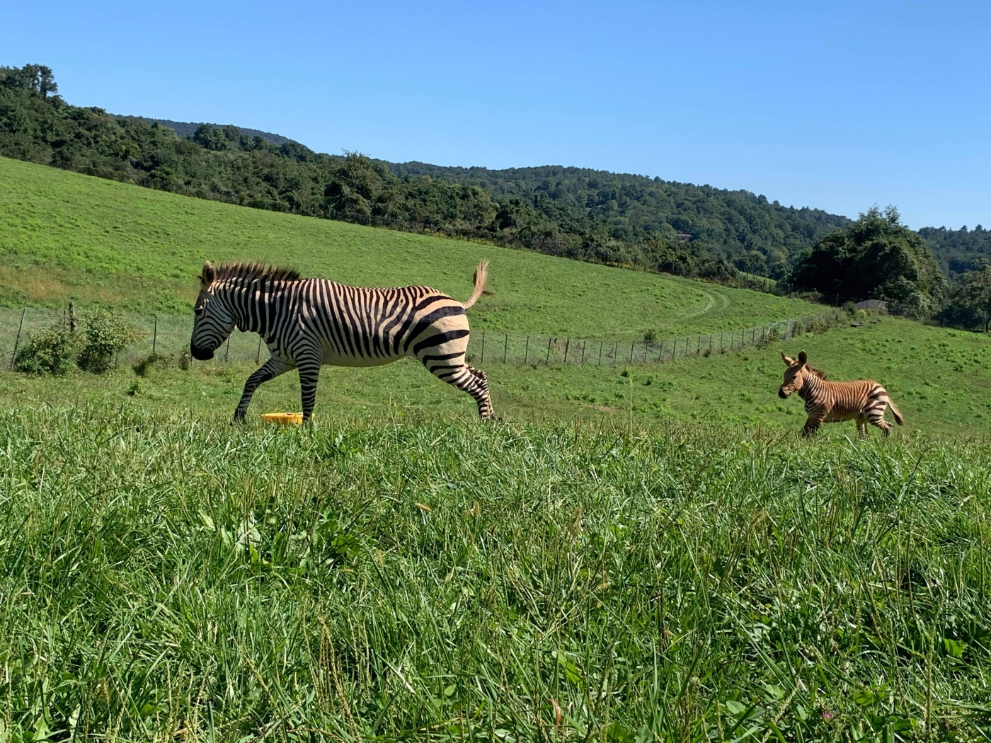 Hartmann's mountain zebra mother Xolani and her colt run past a mirror jolly ball enrichment item.