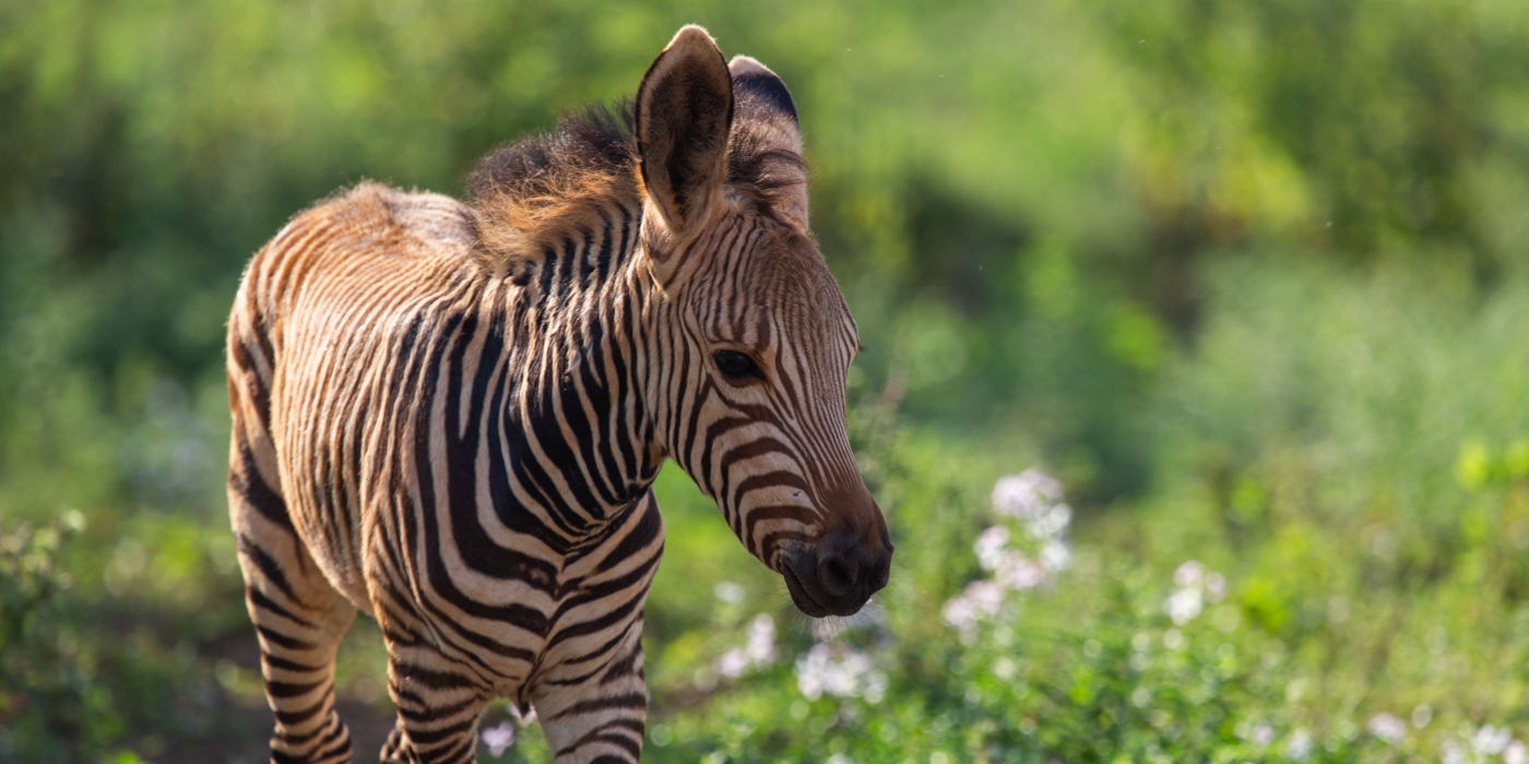 Hartmann's Mountain Zebra Colt July 30, 2020 at SCBI