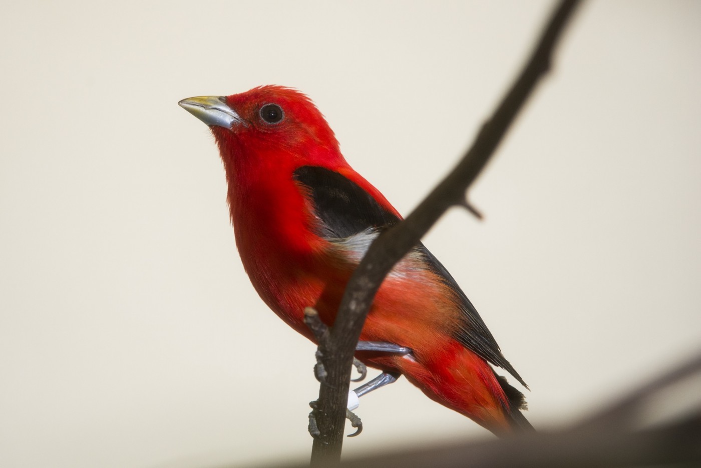 small bird standing on a stick