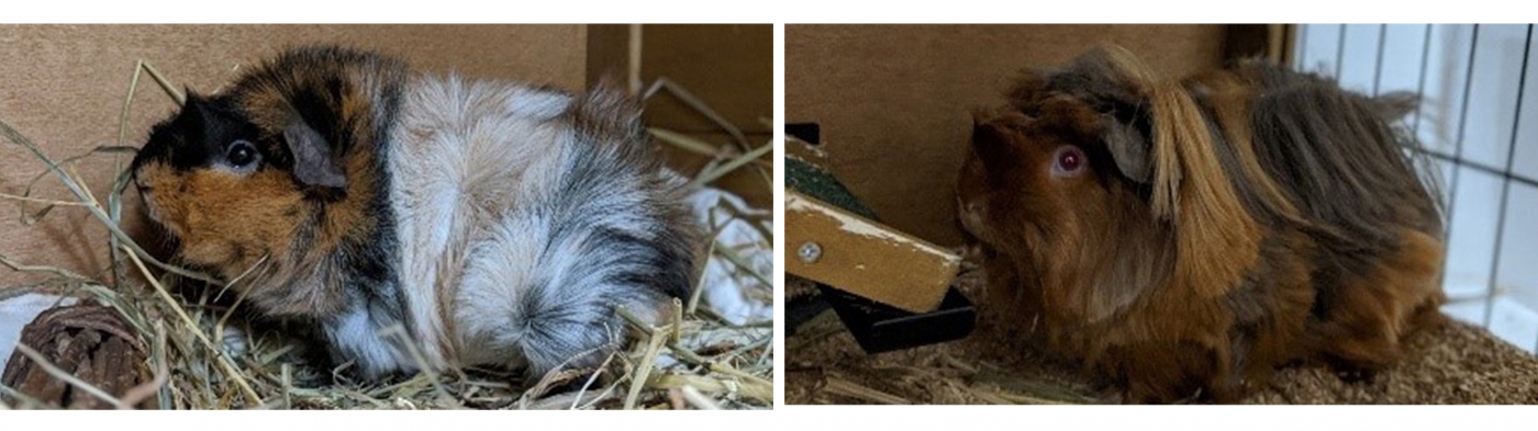 Guinea pigs Sinchi (left) and Sani (right)