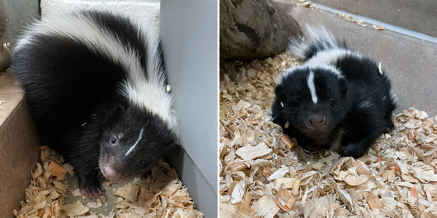 Skunk brothers Pigpen (left) and Sauerkraut (right). 