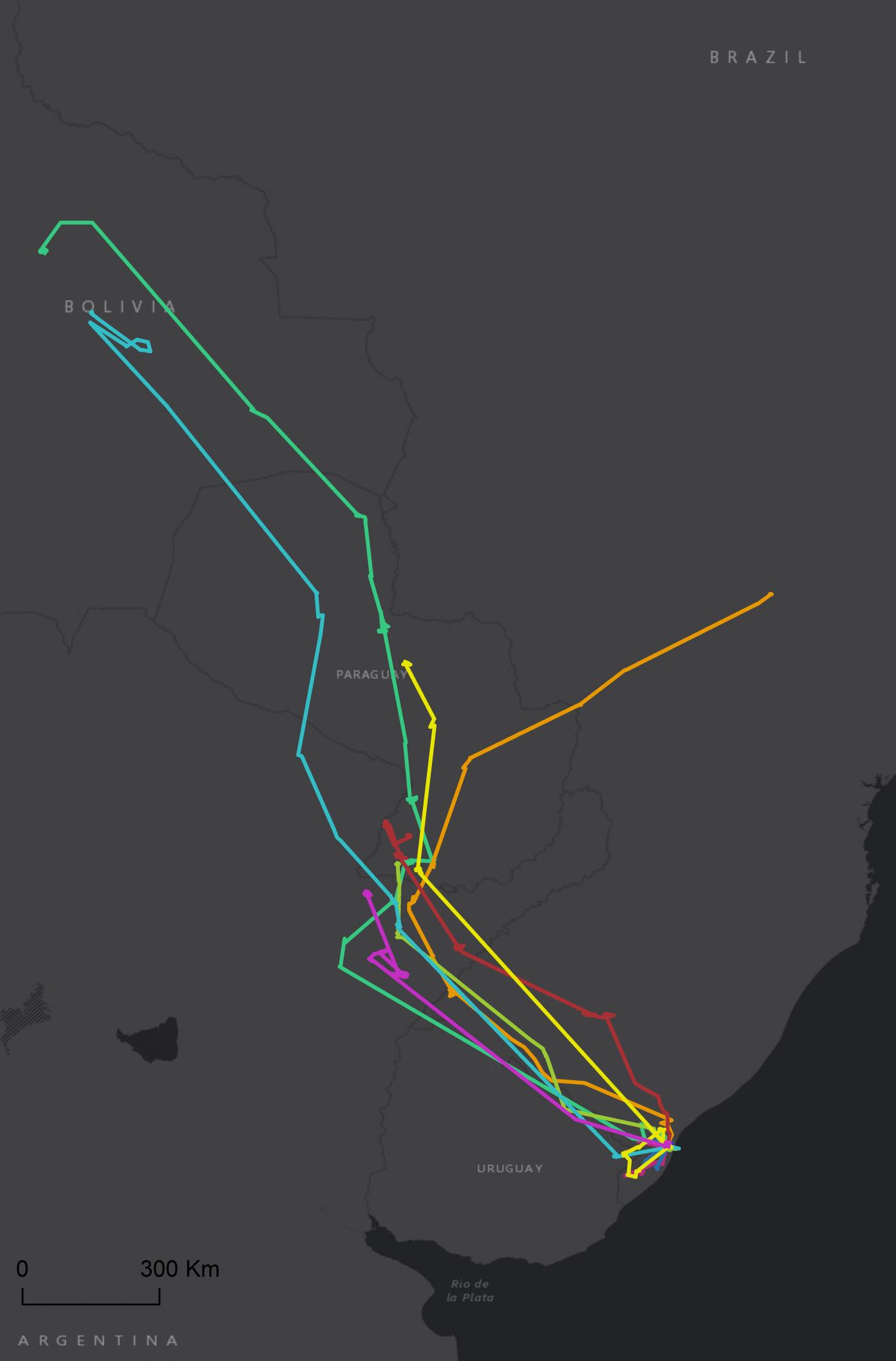 A gray map with colored lines indicating where a bird, called the snail kite, has traveled