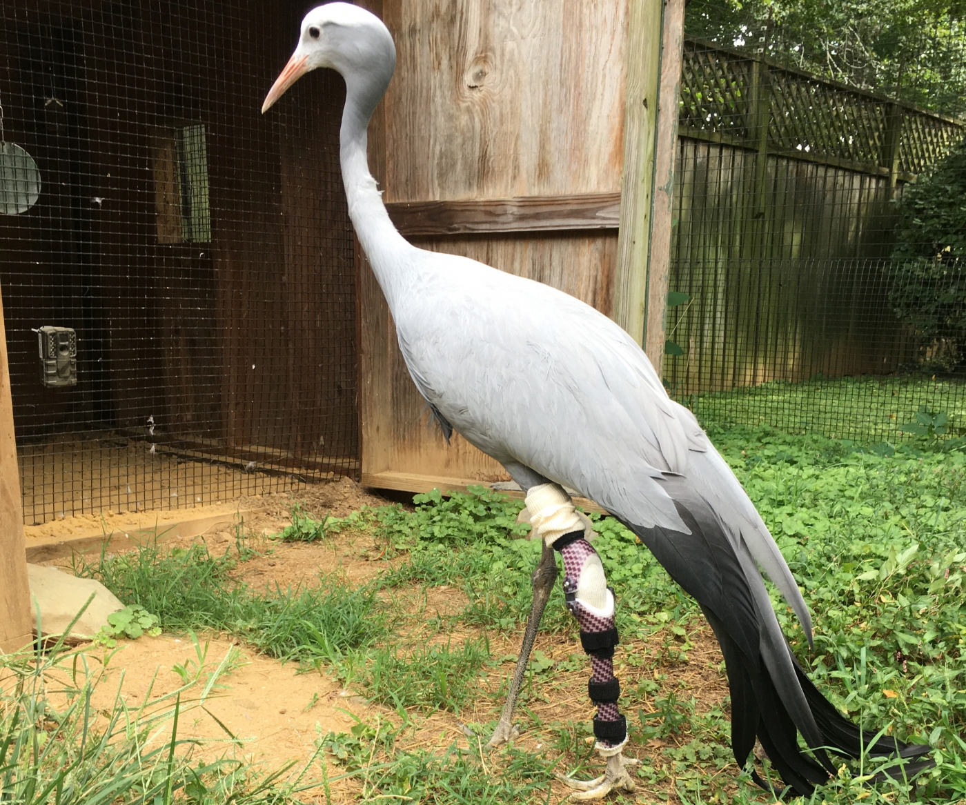 A blue crane wearing a leg brace and wrap walks in the grass near a barn with an open door