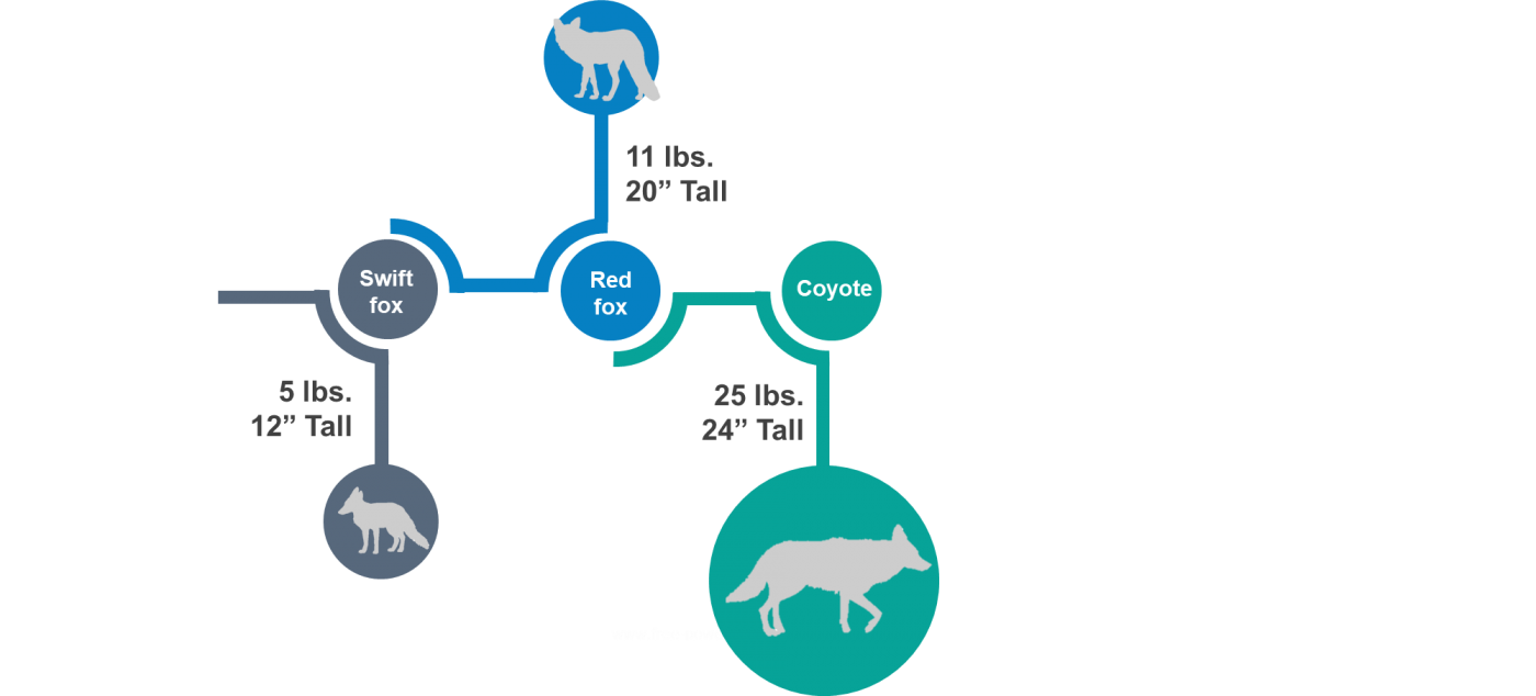 An infographic demonstrating the size of the swift fox (5 lbs, 12" tall) compared to the red fox (11 lbs, 20" tall) and coyote (25 lbs, 24" tall)