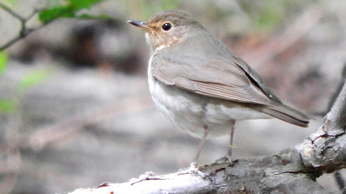 a small bird standing on a branch