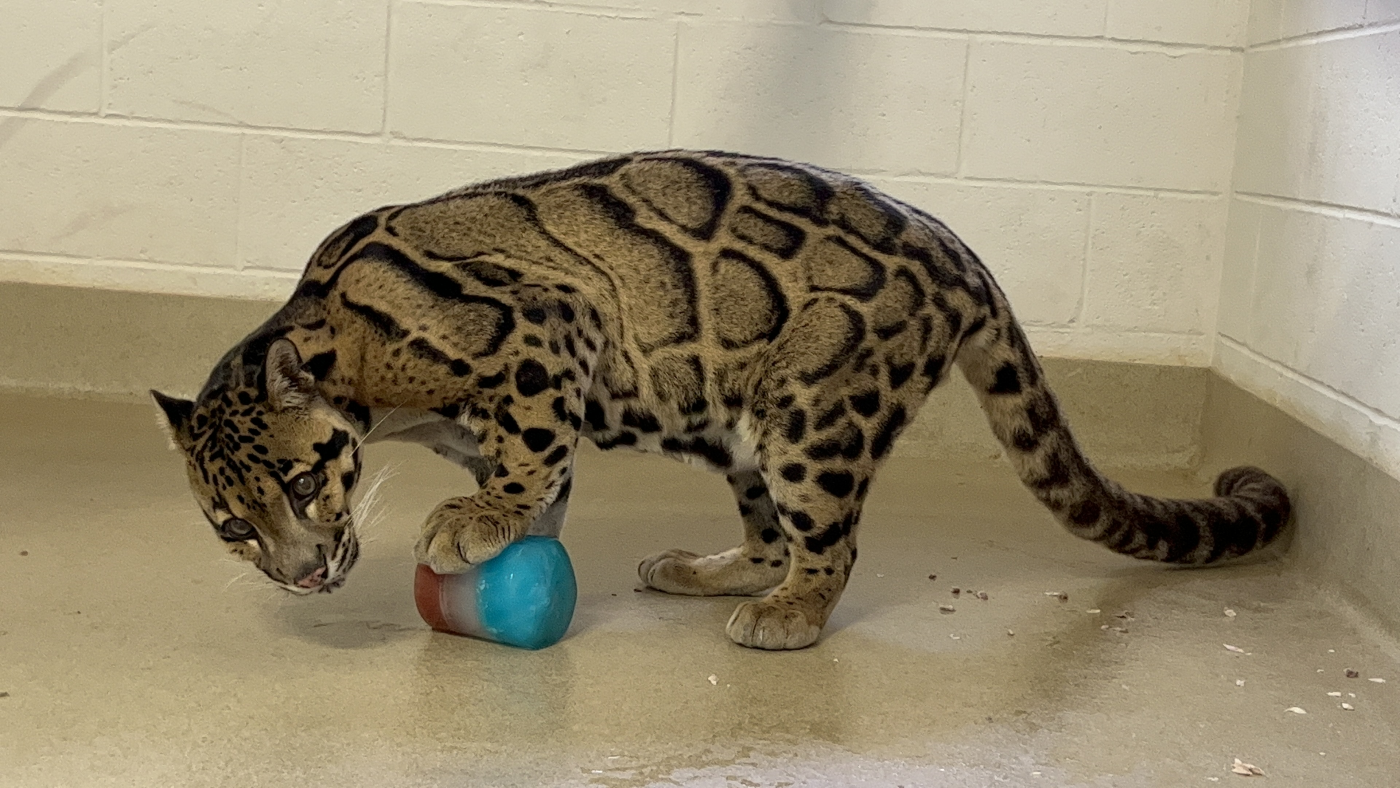 Male clouded leopard Ta Moon plays with a frozen treat inside.