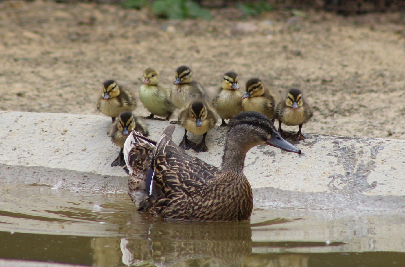 A redhead duckling hatched in May 2020 at Smithsonian's National Zoo. 