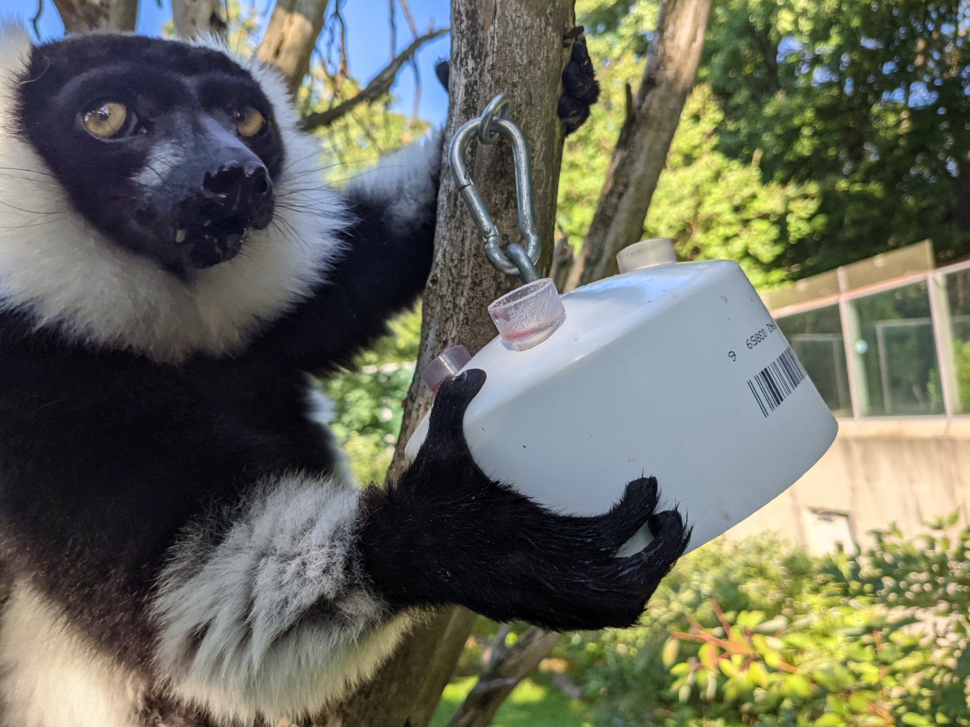 A black-and-white ruffed lemur holds onto a tree branch with one paw and a juice feeder made of a pvc cap with juice-filled tubes with the other