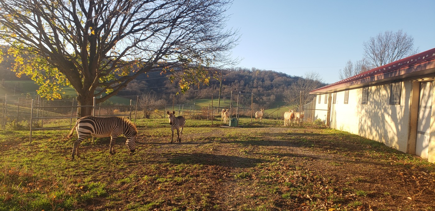 Our Hartmann's mountain zebra herd has new neighbors: scimitar-horned oryx!