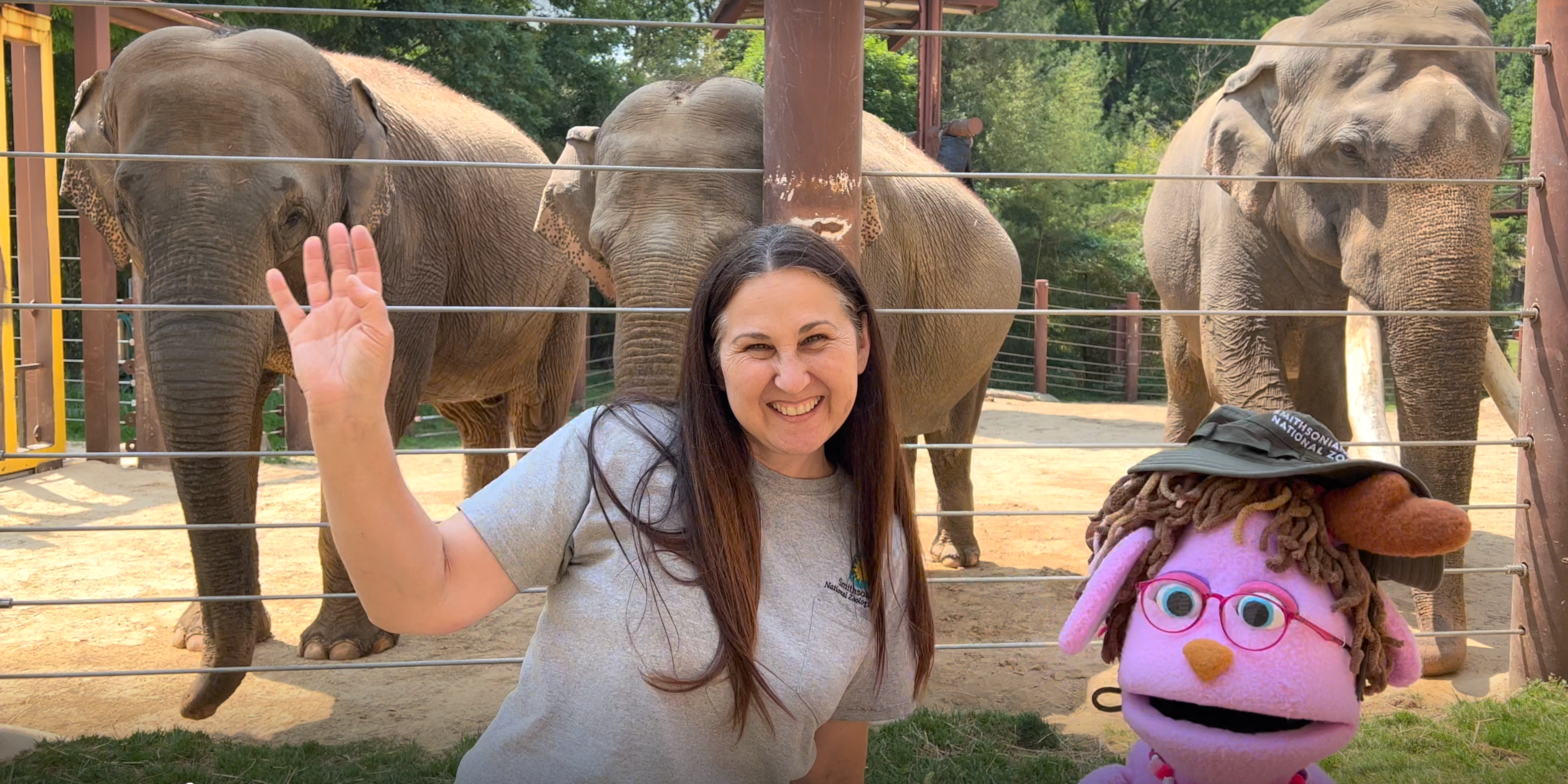 Zookeeper and Pinky muppet in front of elephants