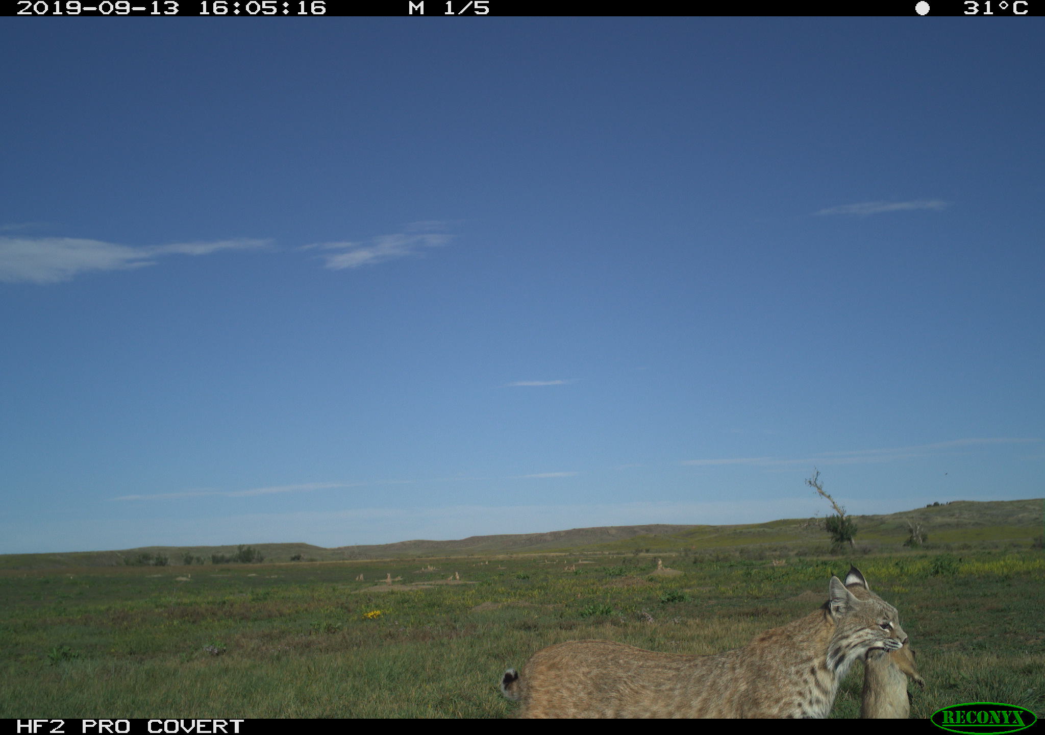 A bobcat walking across a grassy, open area and carrying a prairie dog in its mouth