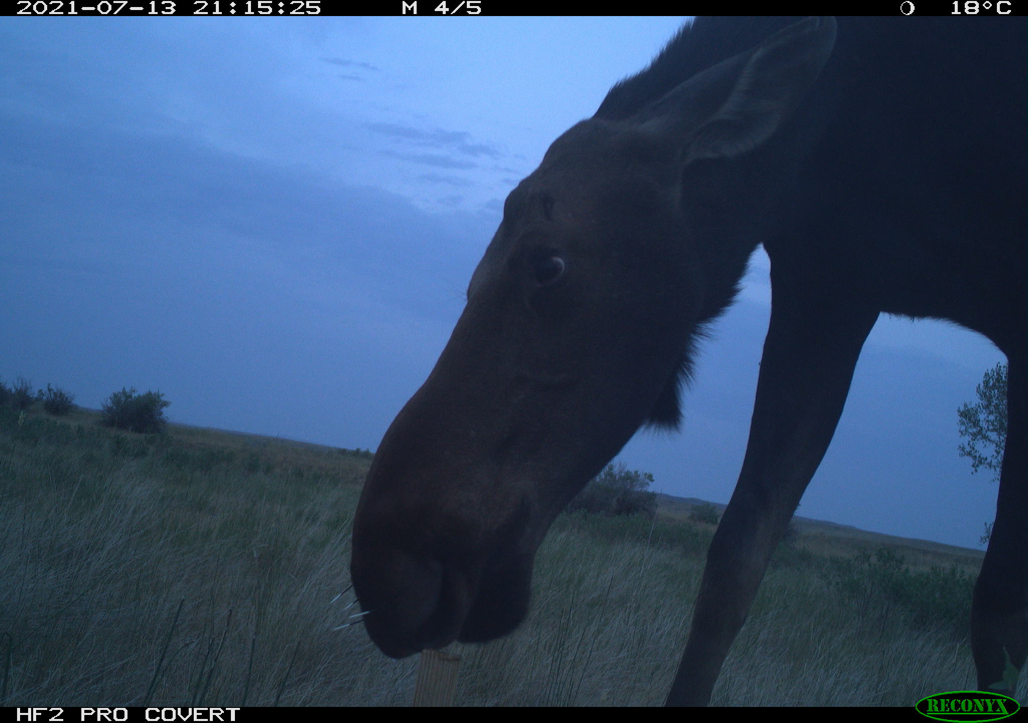 A moose grazing in the grass at dusk