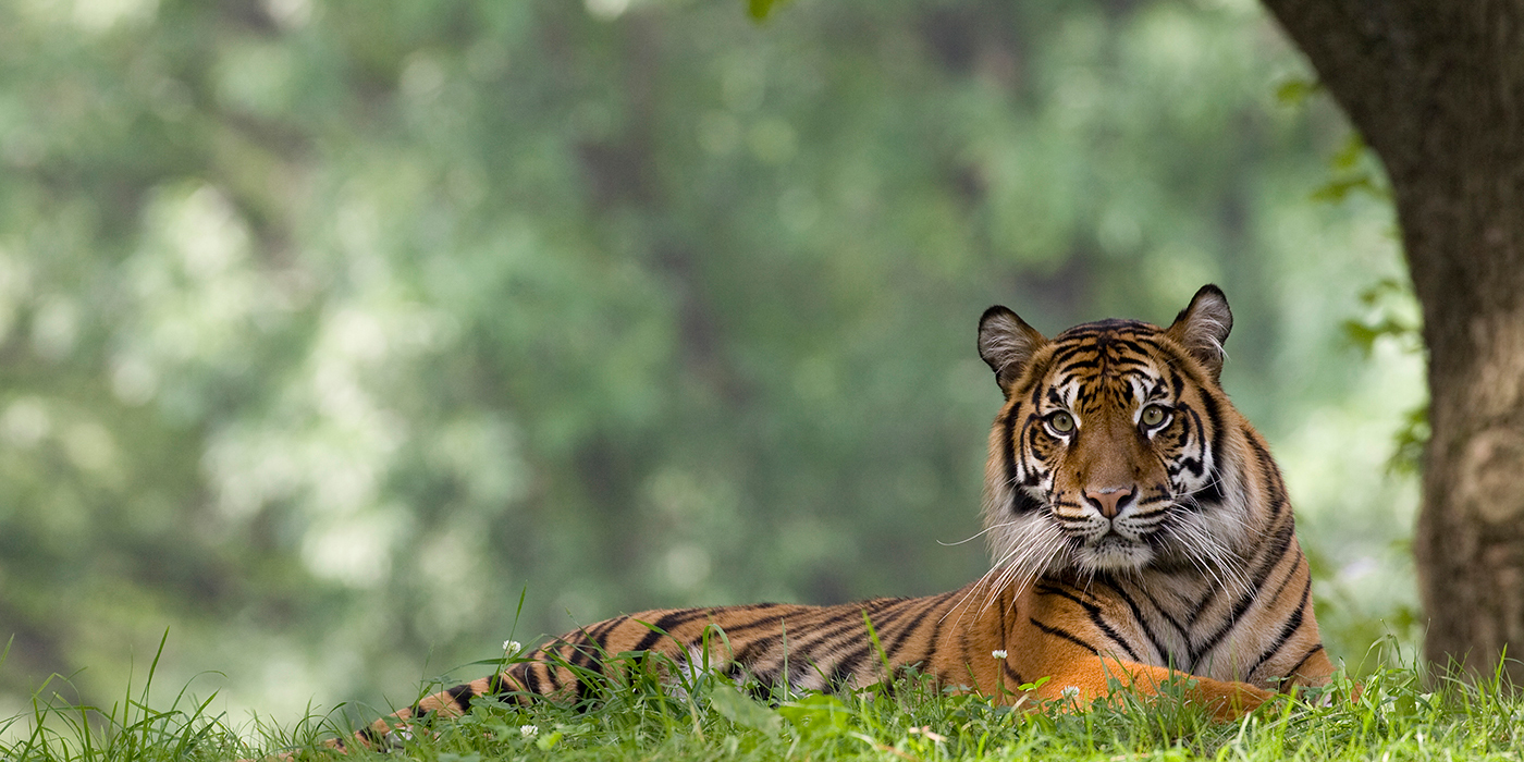 Sumatran tiger