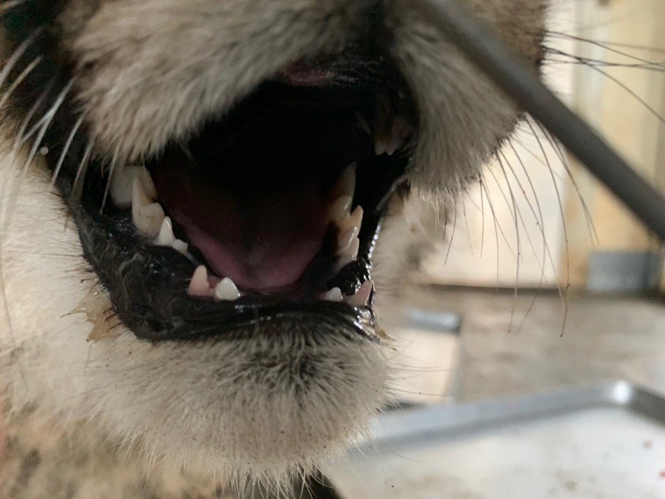 Jan. 4, 2021: A cheetah cub shows its baby and adult bottom canine teeth in its mouth.