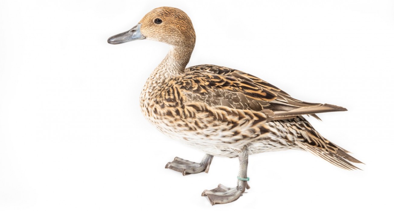 A female northern pintail walks on a white backdrop.