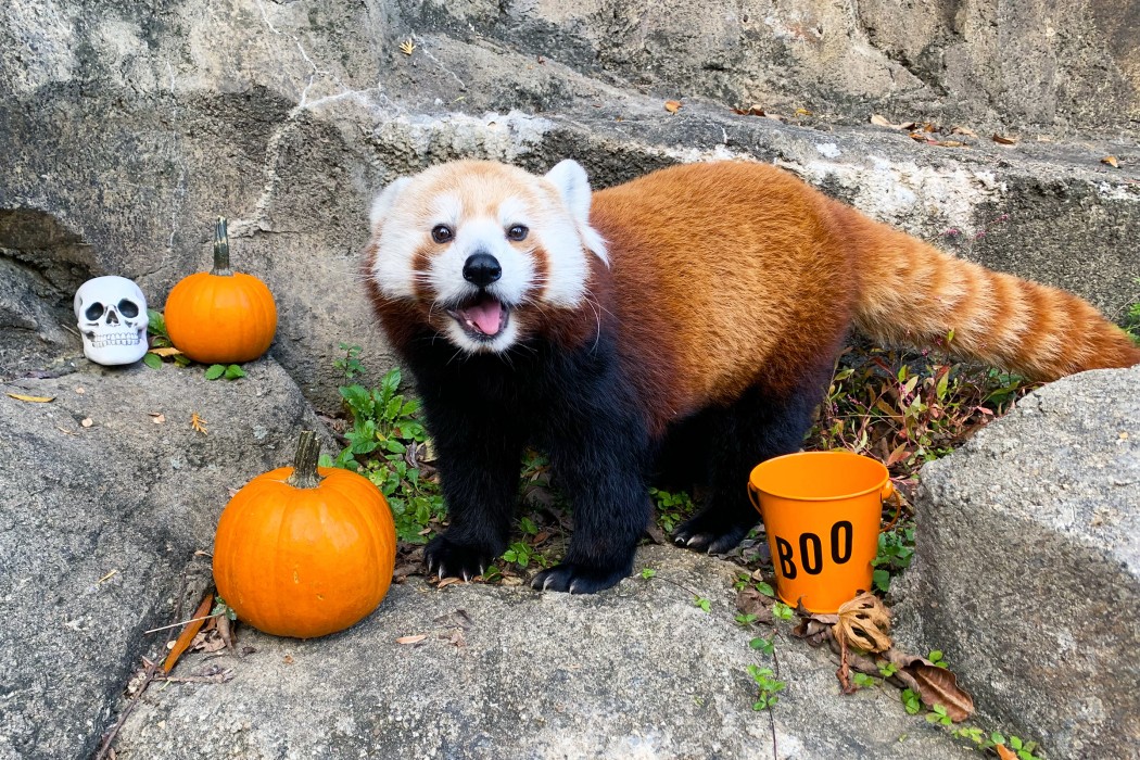 Red panda Asa received a pumpkin for Halloween enrichment.