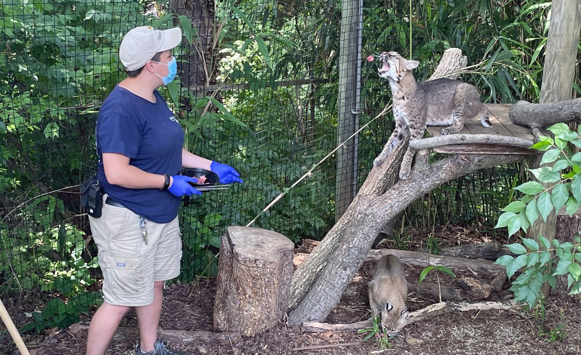 Charlie Shaw with bobcat