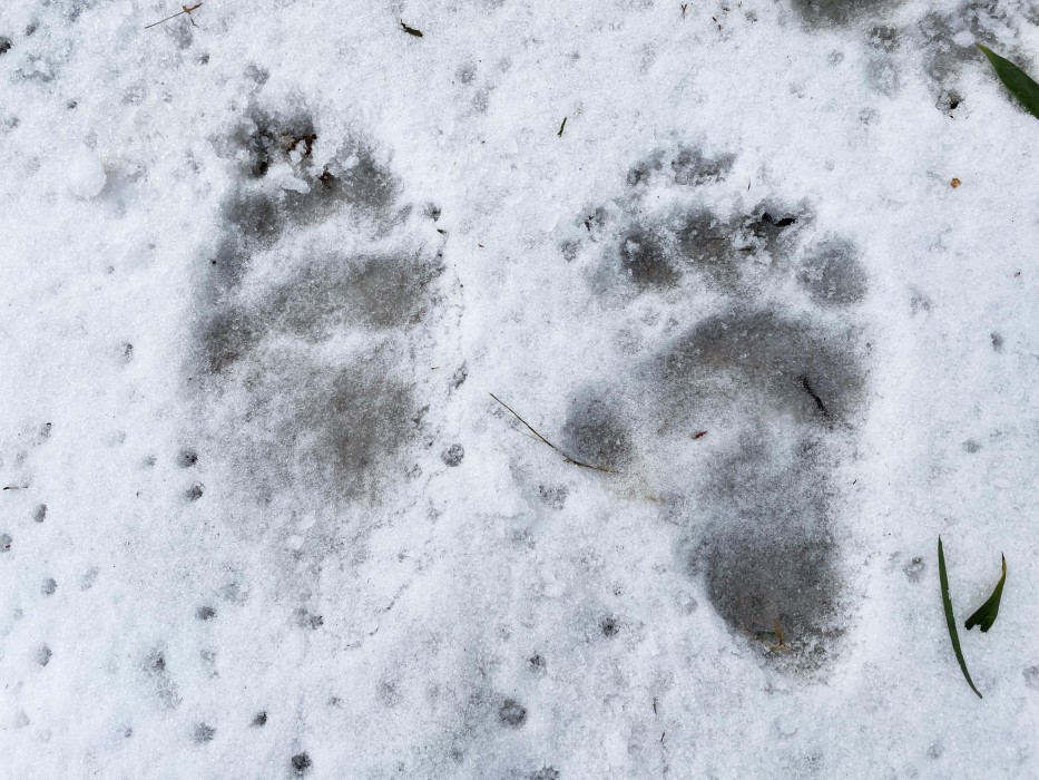 Giant panda father Tian Tian's paw prints in the snow.