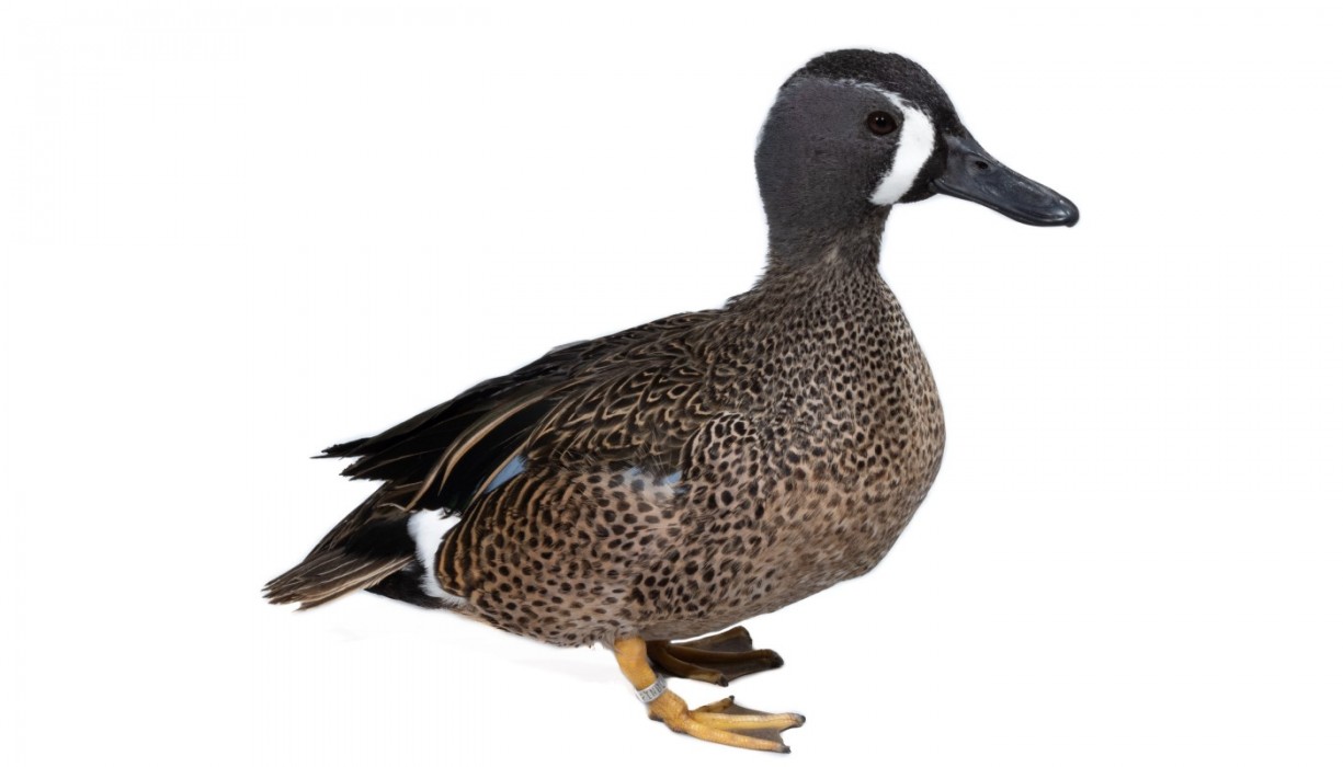 A male blue-winged teal stands facing the right on a white backdrop.