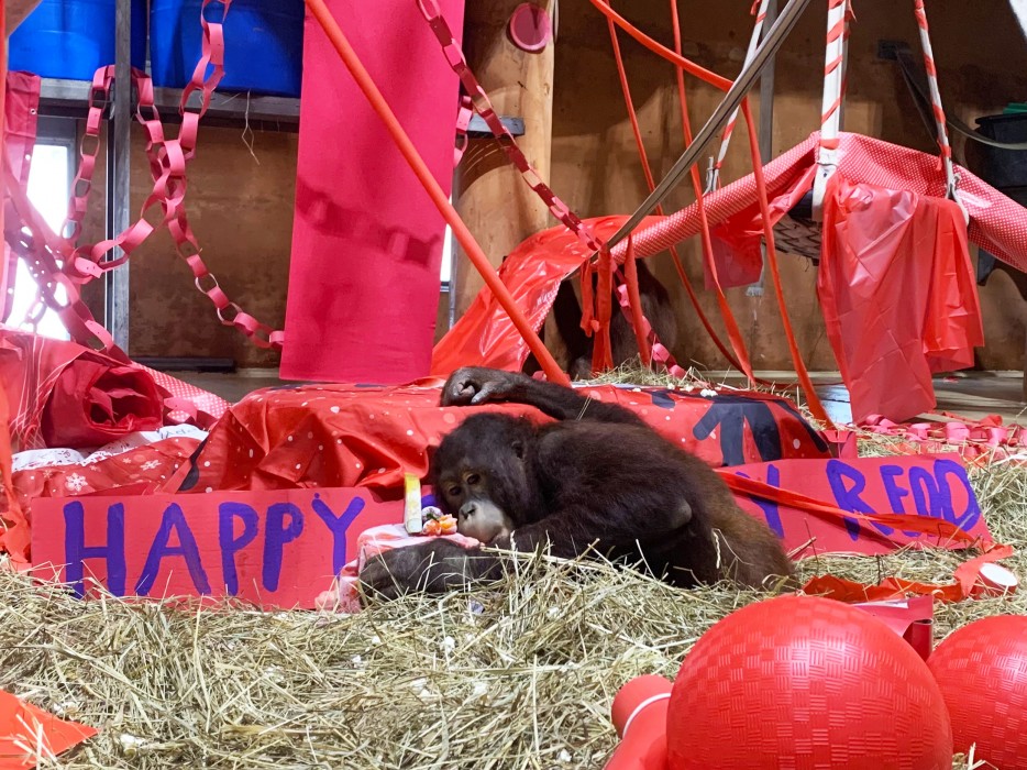 Bornean orangutan Redd celebrates his 6th birthday with a fruitsicle cake.