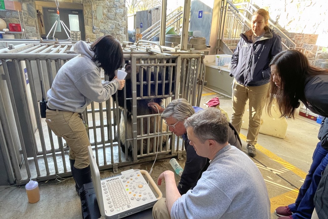 March 29, 2023 | Giant panda Mei Xiang participates in a cardiac ultrasound. 