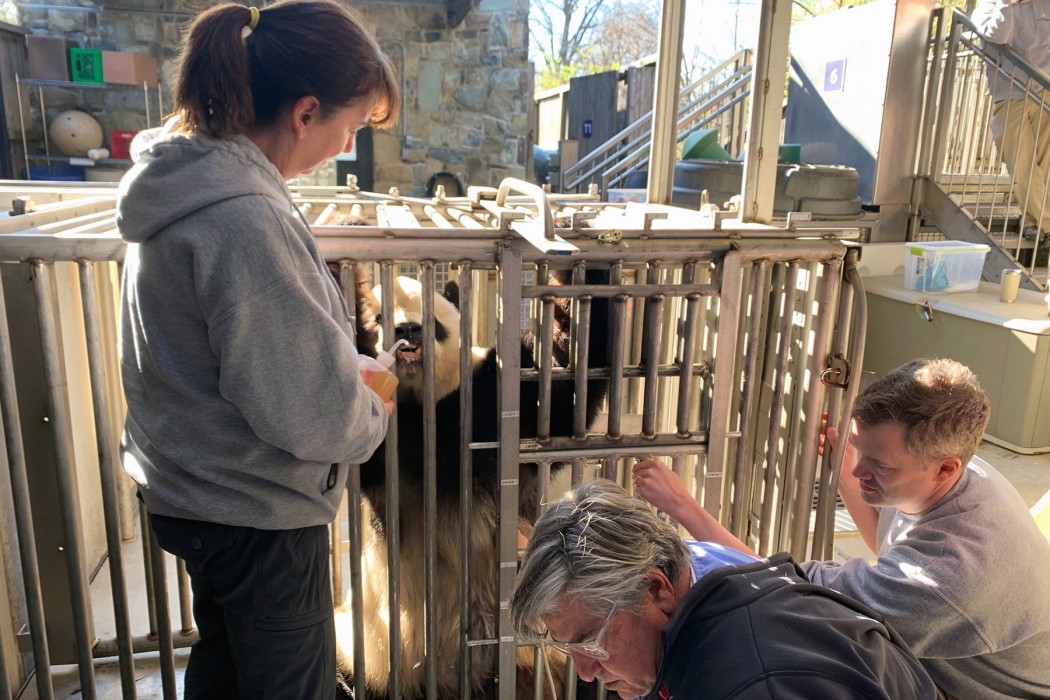 March 30, 2023 | Giant panda Tian Tian participates in a cardiac ultrasound. 