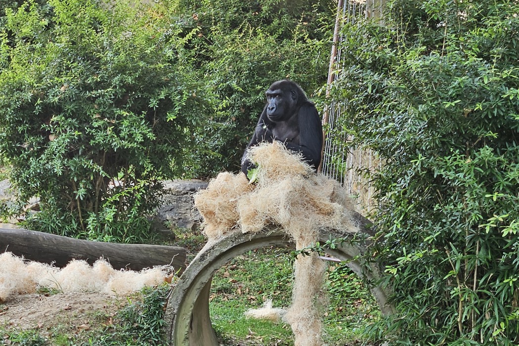 Western lowland gorilla Kibibi sits atop a concrete culvert in the Great Ape House outdoor habitat.