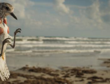 A researcher holds a medium-sized bird with white and gray-brown feathers, called a black-bellied plover