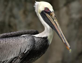 A brown pelican, with a gray-brown body, white neck and head, and long bill