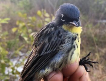 A small, blue and yellow bird, called a Kirtland's warbler, held in a researcher's hand