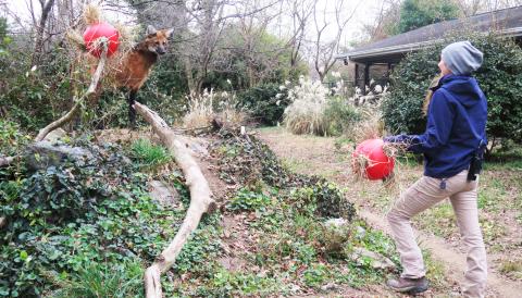 A keeper holding a red ball with hay for enrichment and a maned wolf