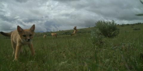 Camera trap photo of a swift fox pup walking through a grassy field.