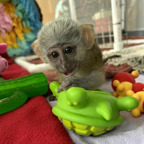 A baby monkey wrestles with a toy turtle on a patchwork floor of cloth blankets. 