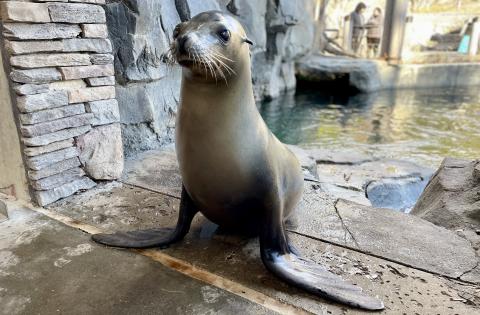 Photo of an adult sea lion standing on land. 