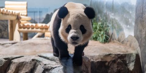 A giant panda looks into the camera while exploring his new indoor habitat area.