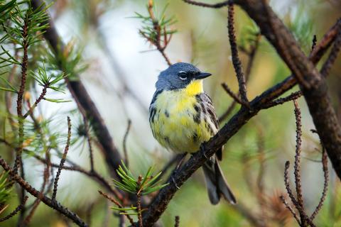 Photo of a male Kirtland's warbler perched in a pine tree. The warbler is a small yellow bird with gray markings on its face and back.