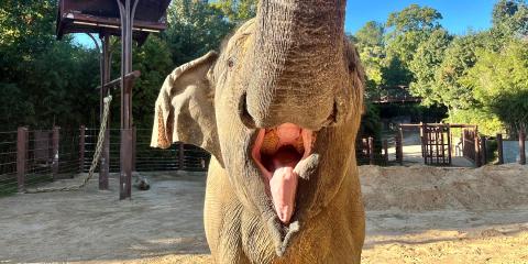 Asian elephant Kamala often raised her trunk to greet keepers in anticipation of receiving food. Credit: Robbie Clark