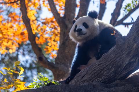 A panda surveys her surroundings from atop a fallen log.