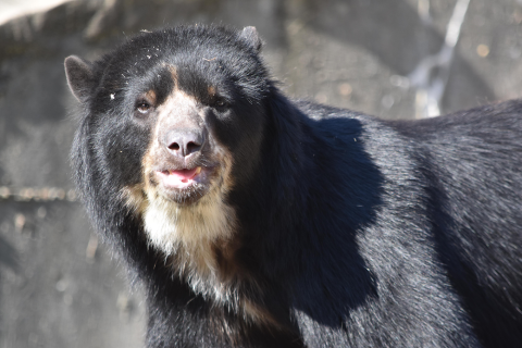 A male Andean bear in his rocky habitat.