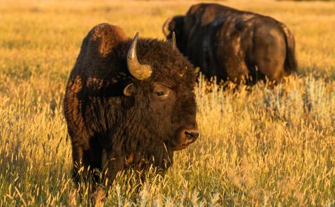 Two bison -- large mammals with thick fur coats, rounded sharp horns, big heads and large shoulder humps -- walk through tall grass at sunset