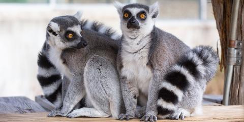 Two ring-tailed lemurs with thick fur, yellow eyes, and ringed tails sit close together on a small wooden deck