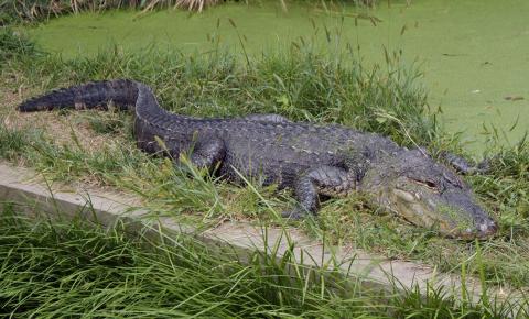 American Alligator in the grass