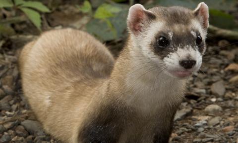 a black-footed ferret on dirt