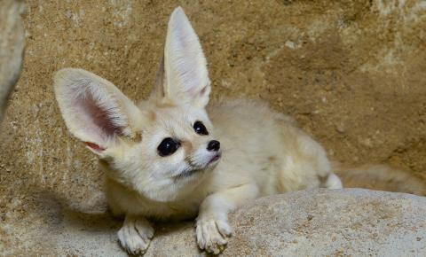 Fennec Fox sitting on rock