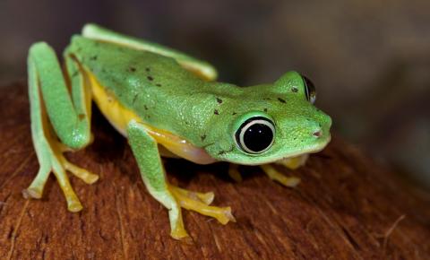 Brilliant lime green frog with yellow accents on its flanks and toes. Its eyes are huge and black with a narrow pale white iris