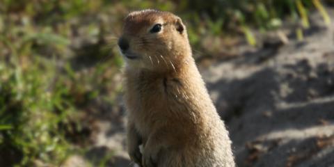 arctic ground squirrel