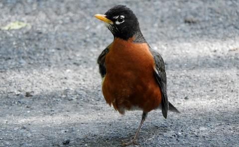 bird standing on road on one leg