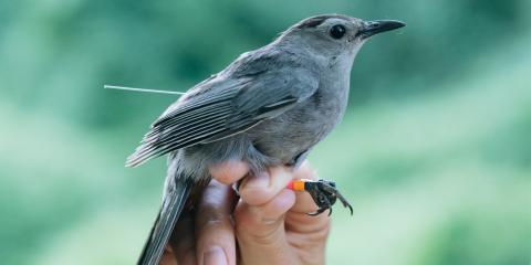 A gray catbird in a researchers hand. It has colored bands around its ankles.